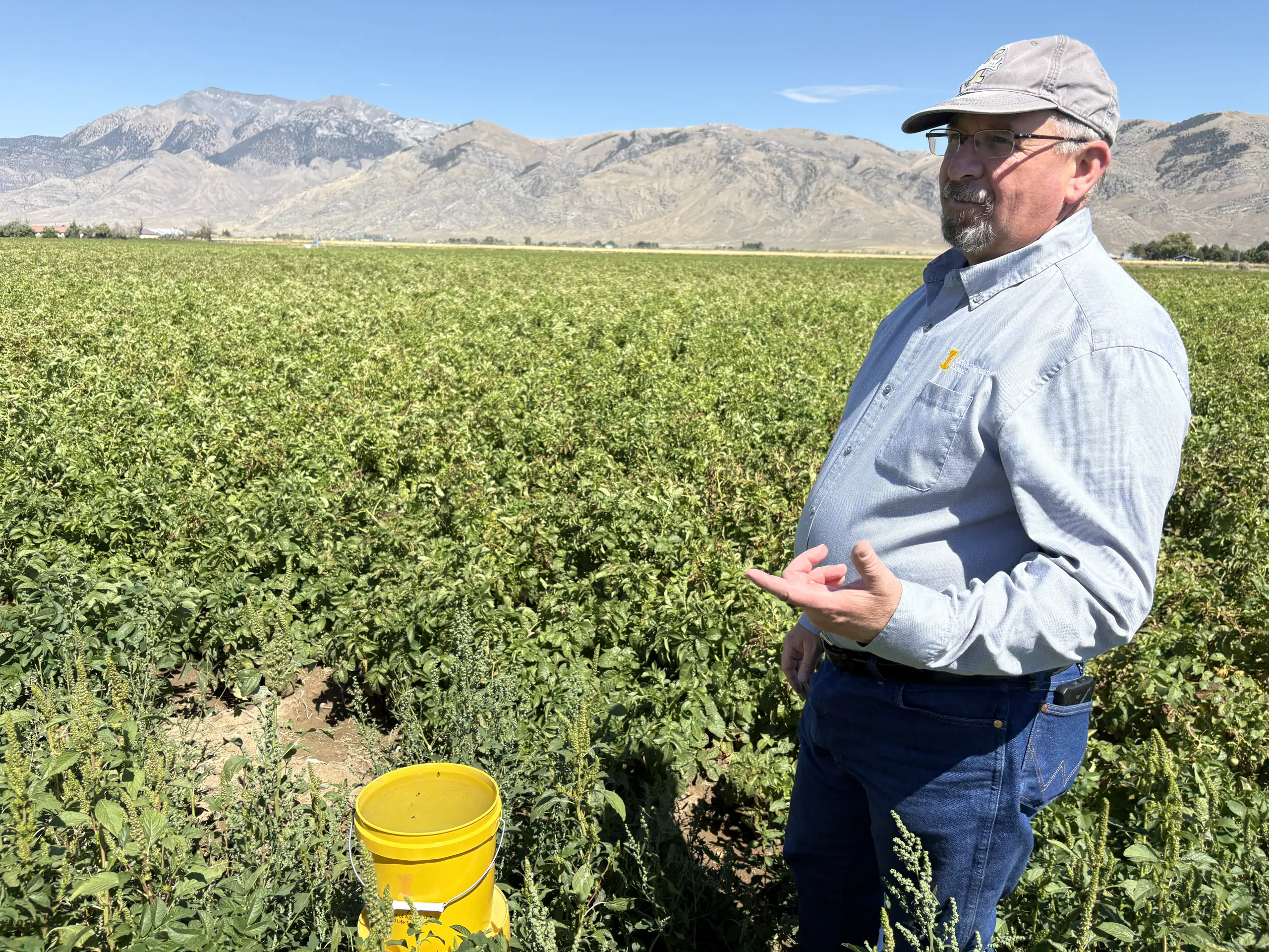 University of Idaho Extension educator David Callister stands by a yellow bucket at the edge of a potato field.