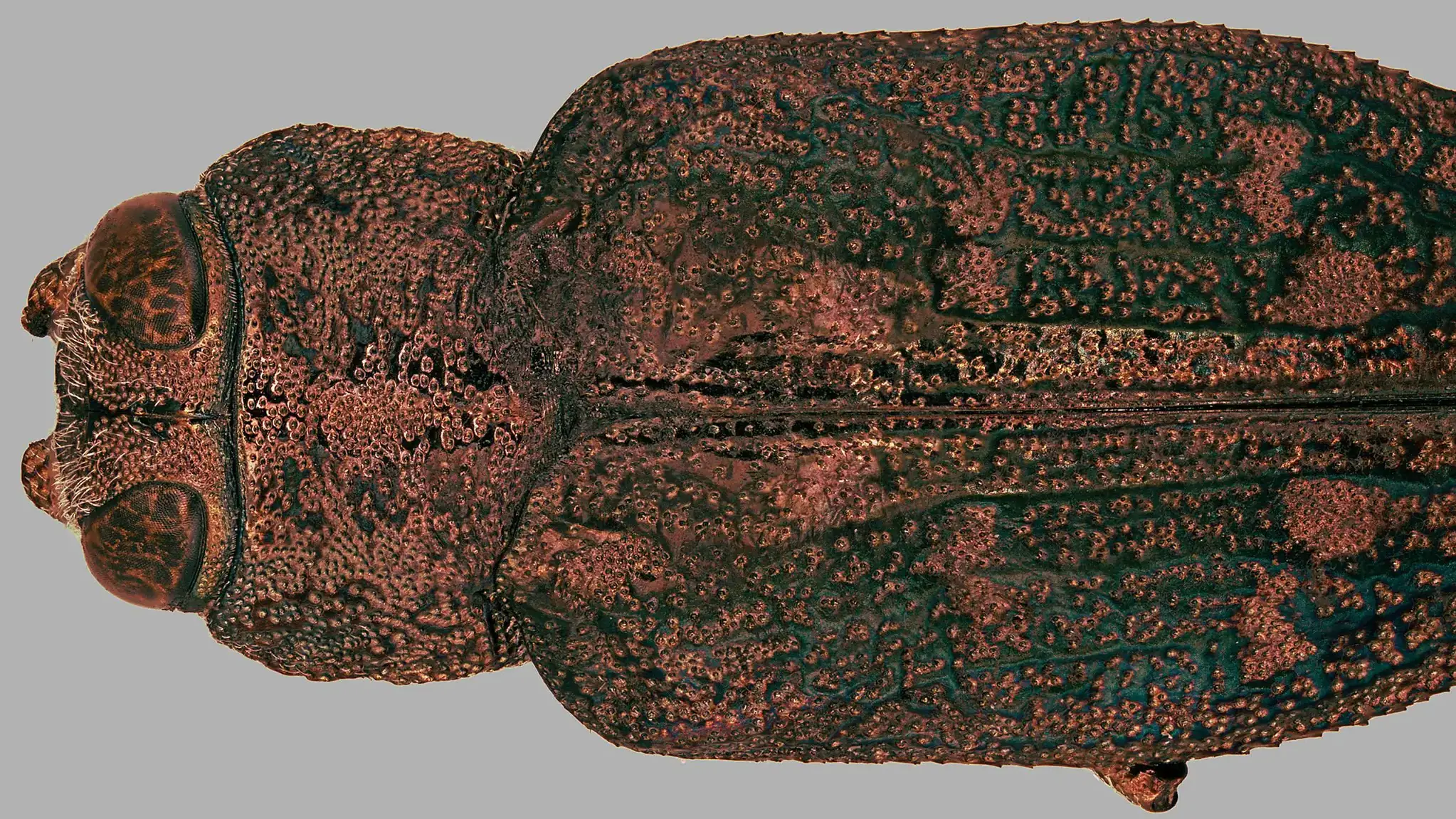 Flathead apple tree borer.