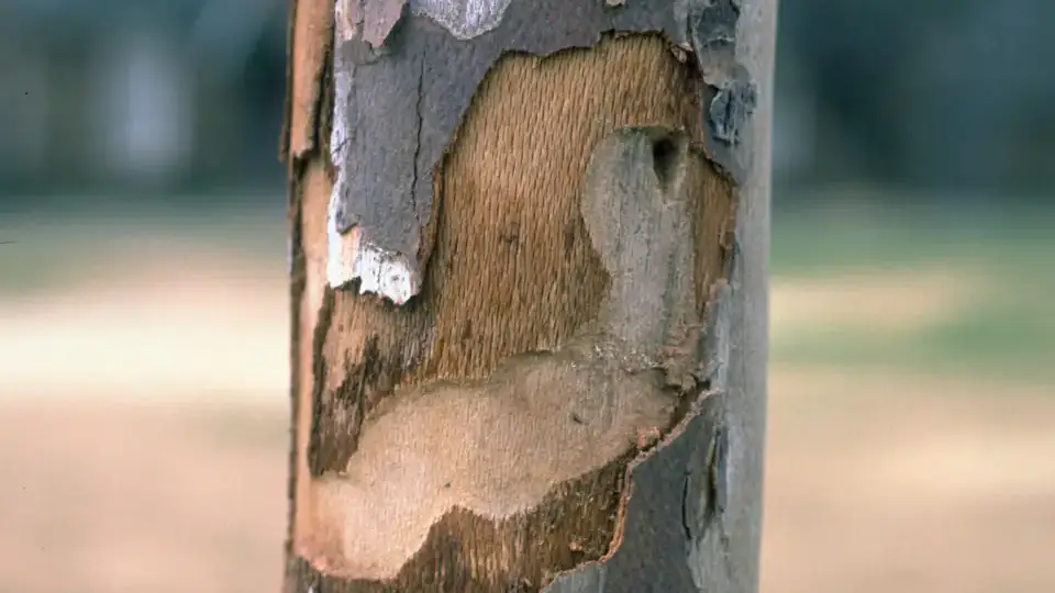 Pacific flathead borer damage to American sycamore.