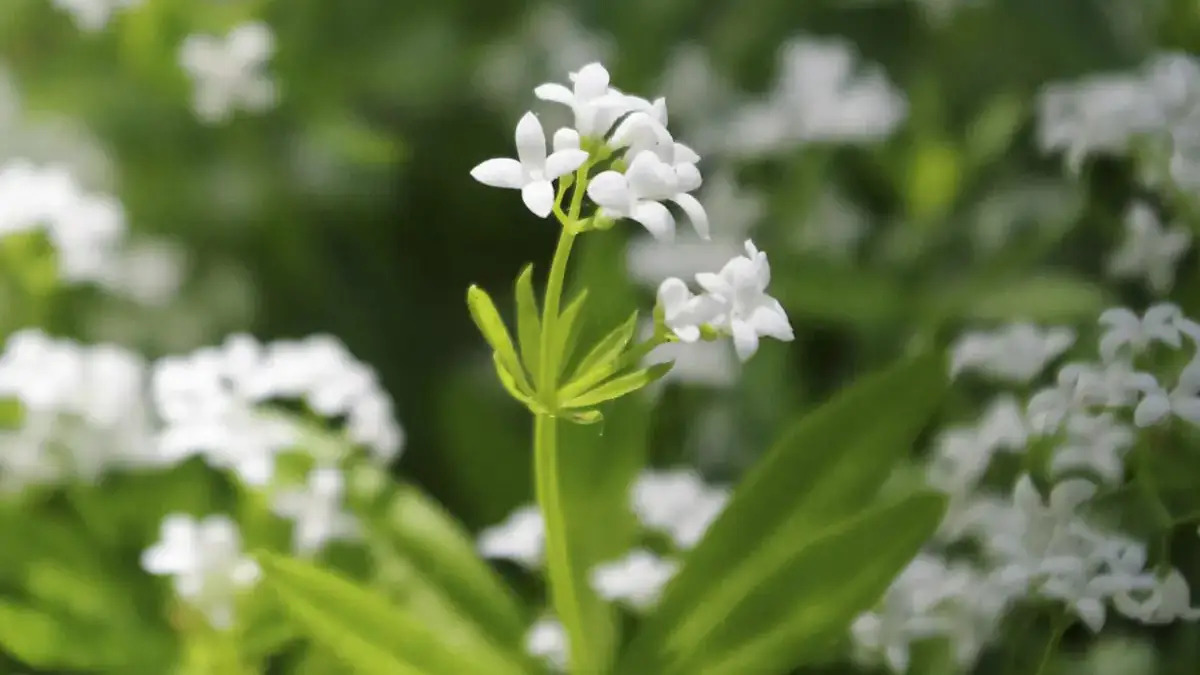 A variety of perennials from African daisies to yarrow