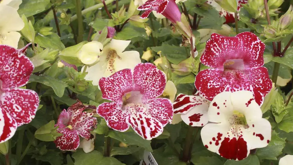 Herbaceous plants that are typically annuals