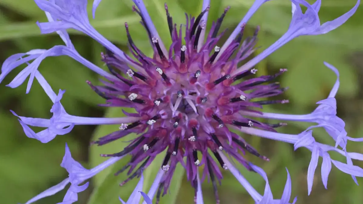 A variety of perennials from African daisies to yarrow