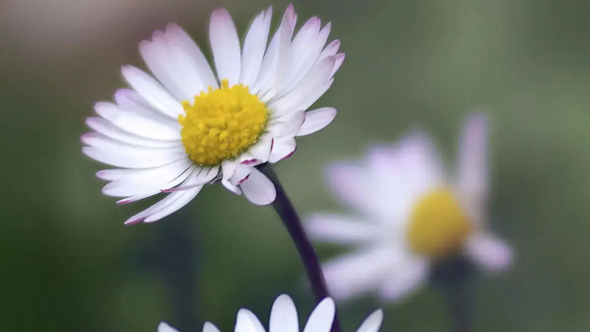 A variety of perennials from African daisies to yarrow