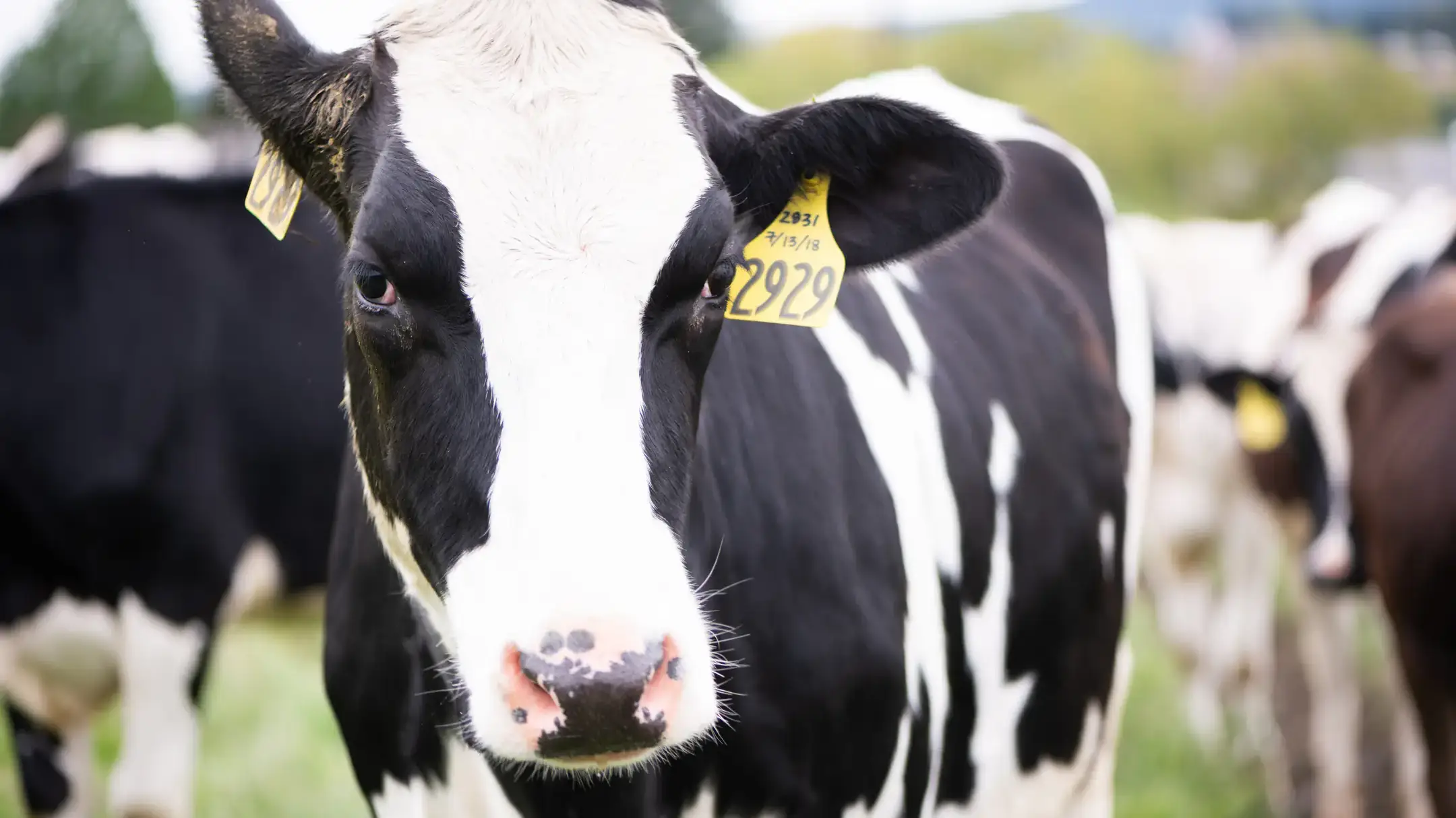 World Milk day feature at the College of Agricultural and Life Sciences Dairy Center