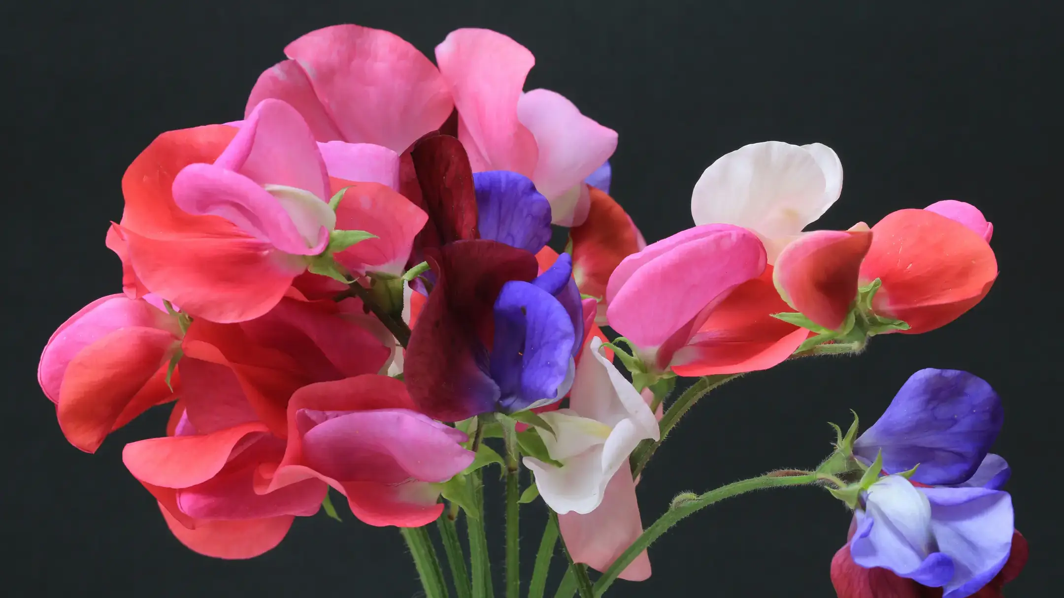 Herbaceous plants that are typically annuals