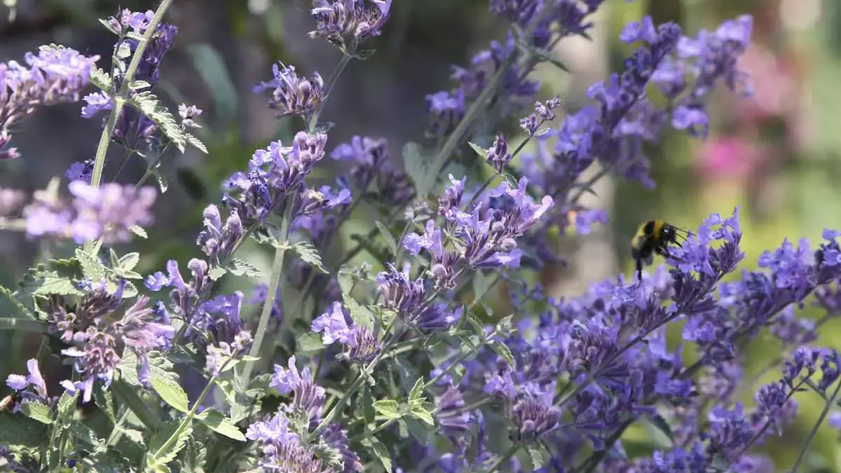 A variety of perennials from African daisies to yarrow