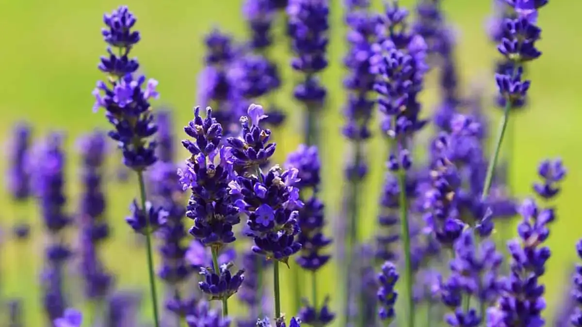 Landscapes and Gardens photos