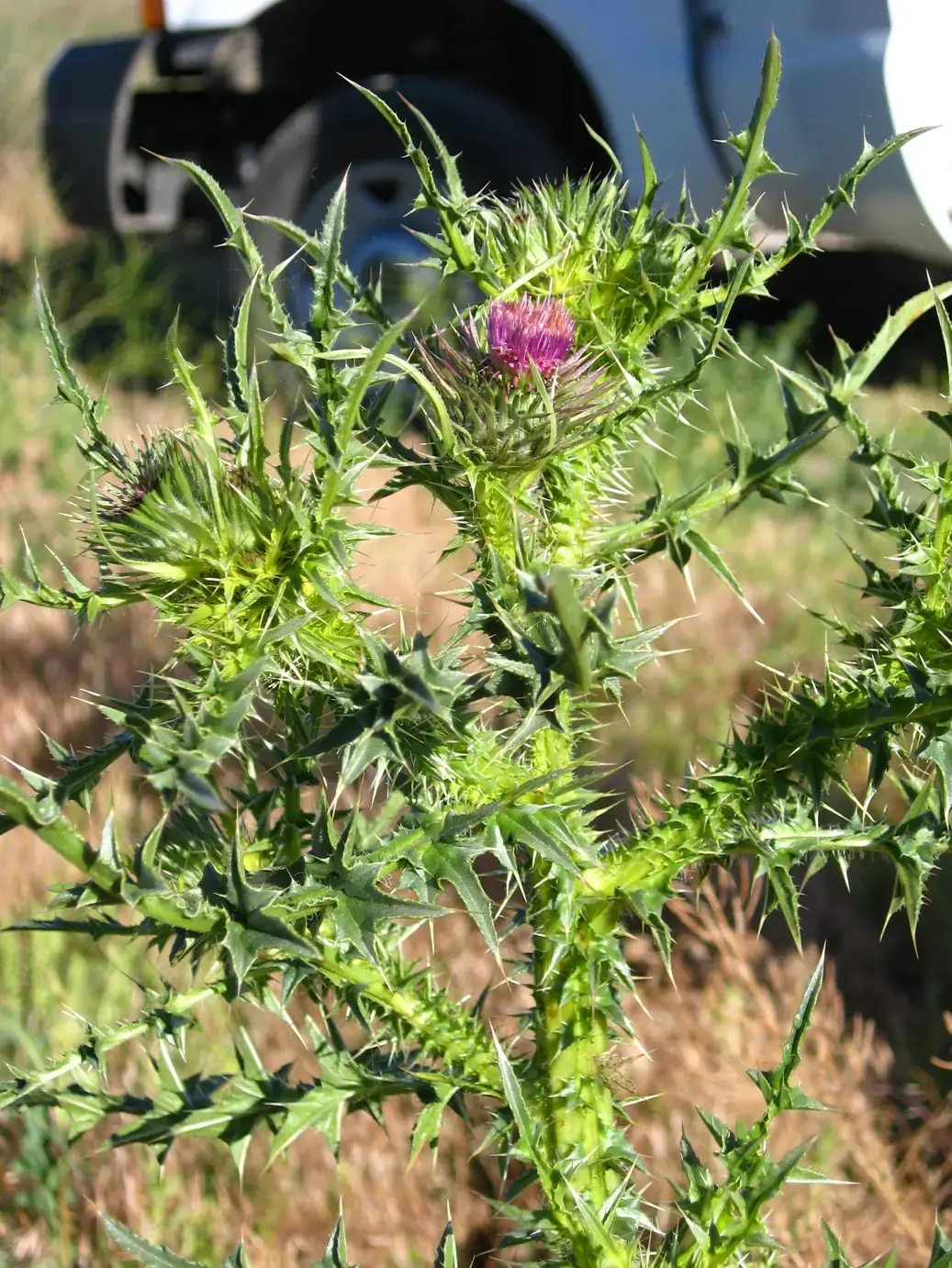 Close-up of Plumeless Thistle plant with spiny green leaves and purple flower, a vehicle in the blurry background.