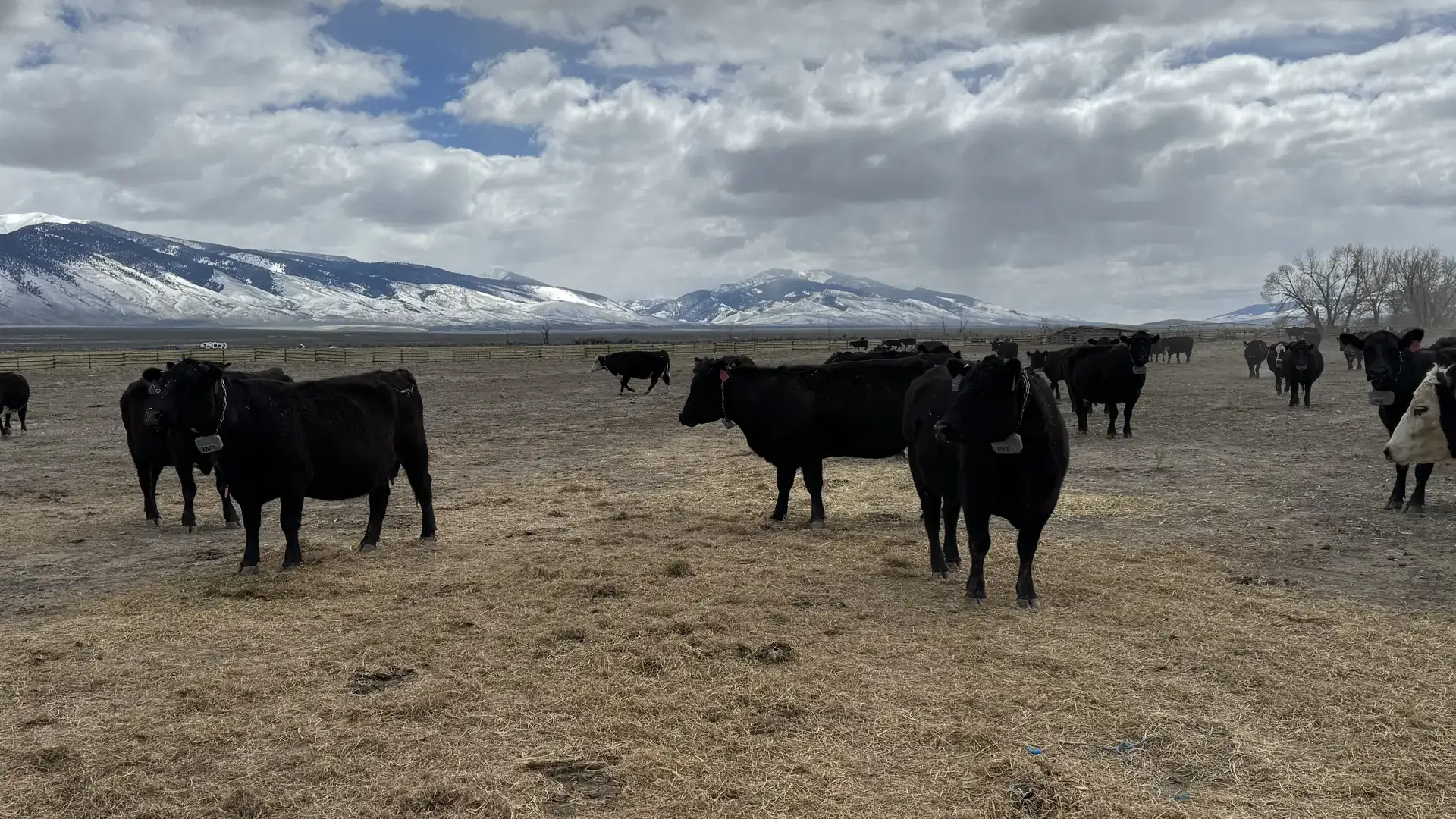 Cattle wear virtual fencing collars.