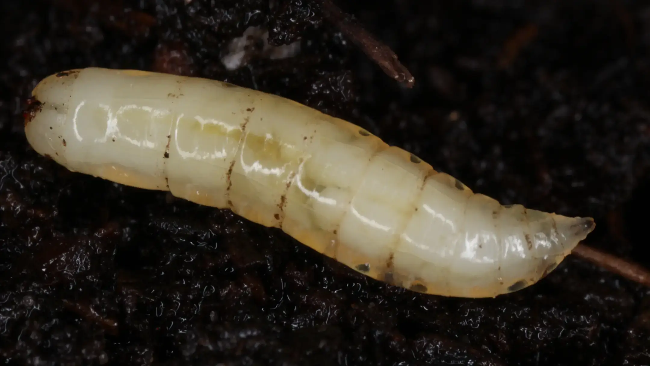 Sugar beet root maggot larva.