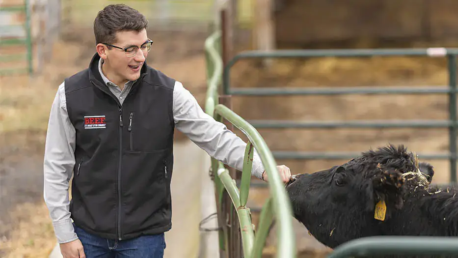 A man extends his hand through fencing toward a curious cow.