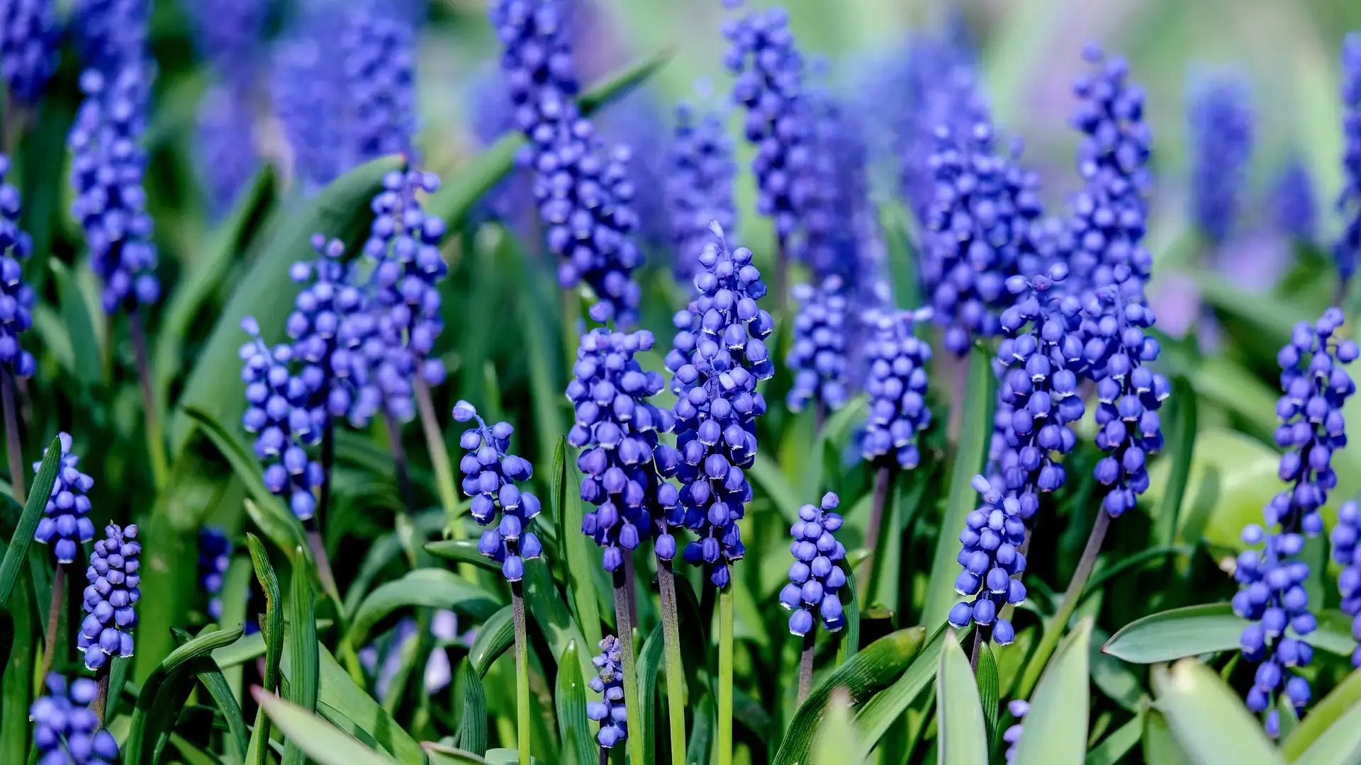 Landscapes and gardens