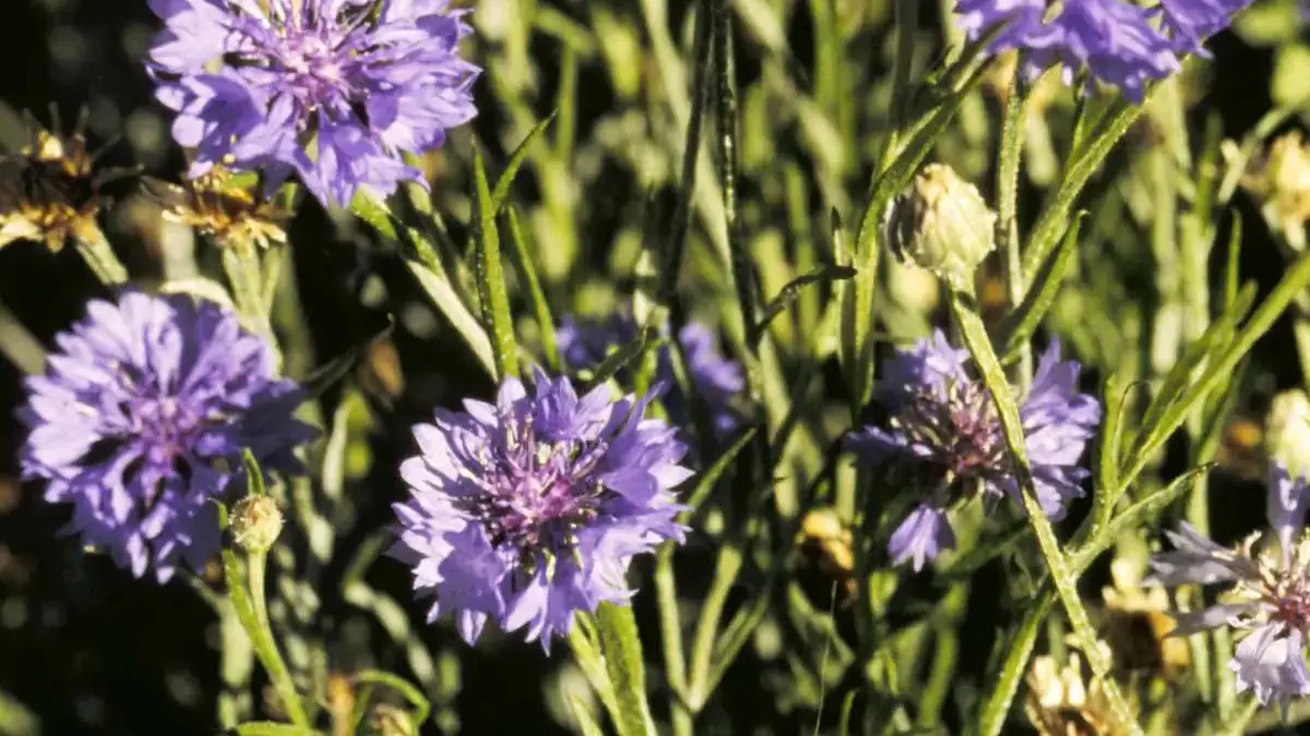 Herbaceous plants that are typically annuals