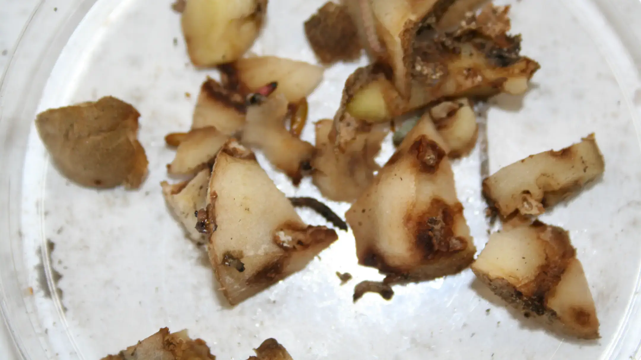 Potato tuberworm damage to interior of potato.