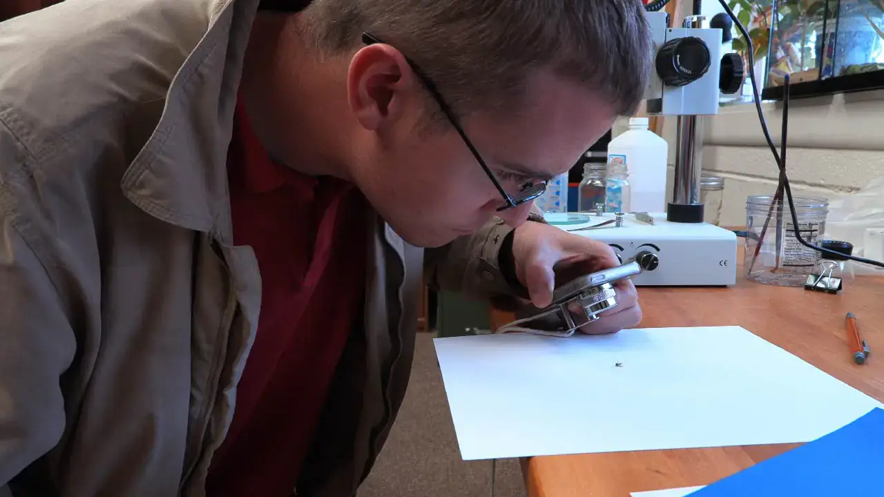 Photos of a variety of insects