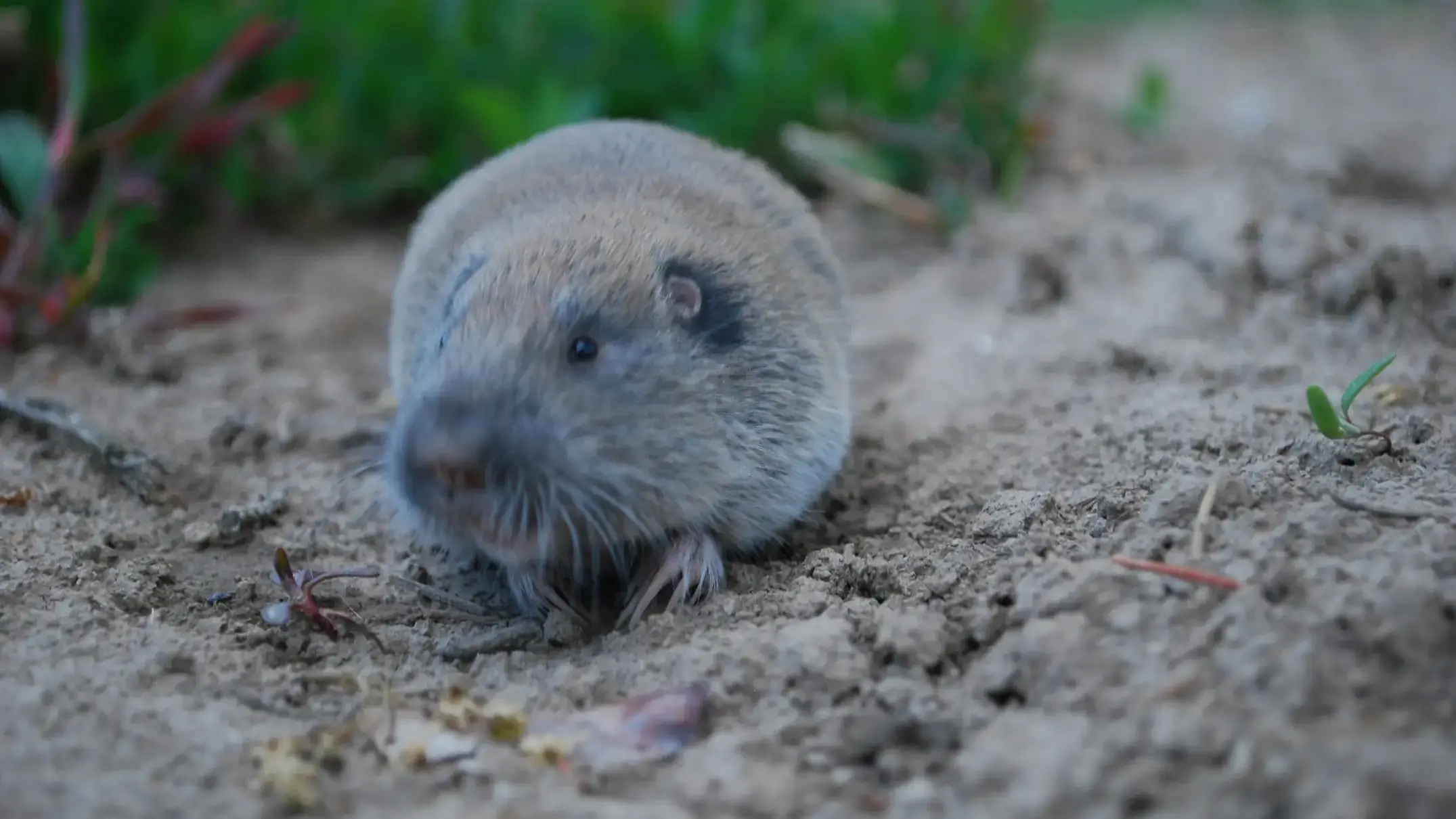 A pocket gopher on a dirt path
