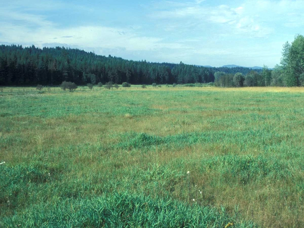 Saprist landscape