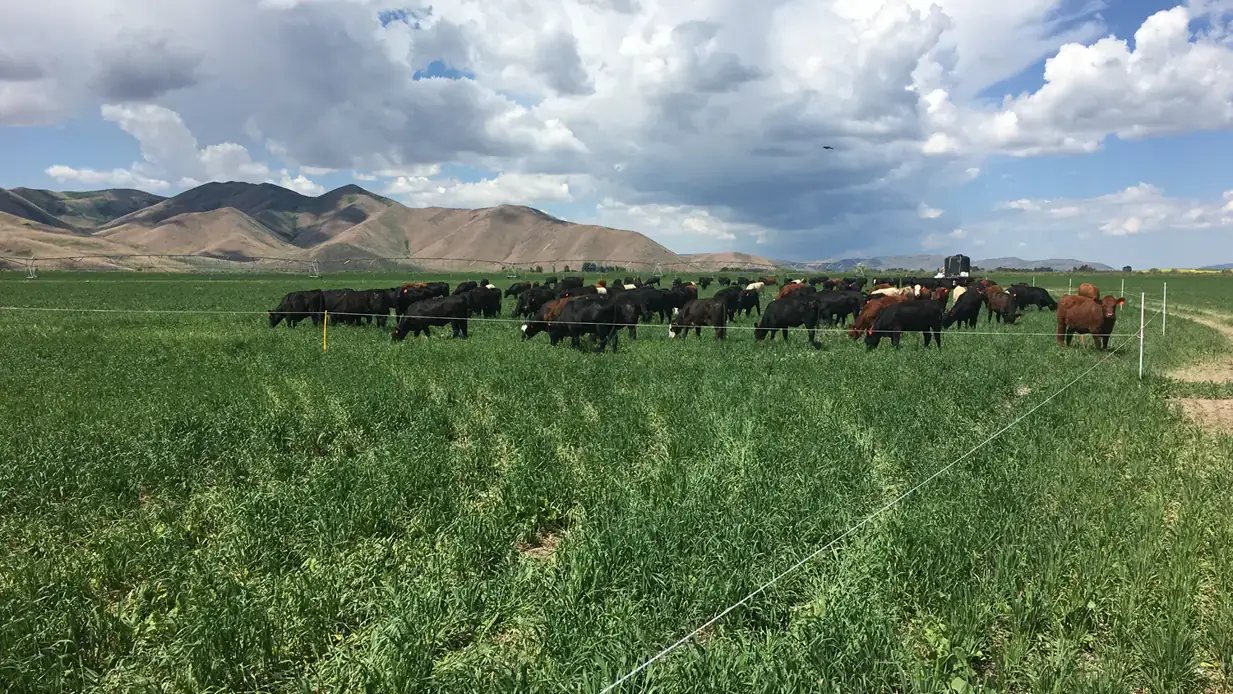 Cattle graze lush vegetation in a pasture marked off by temporary fencing.