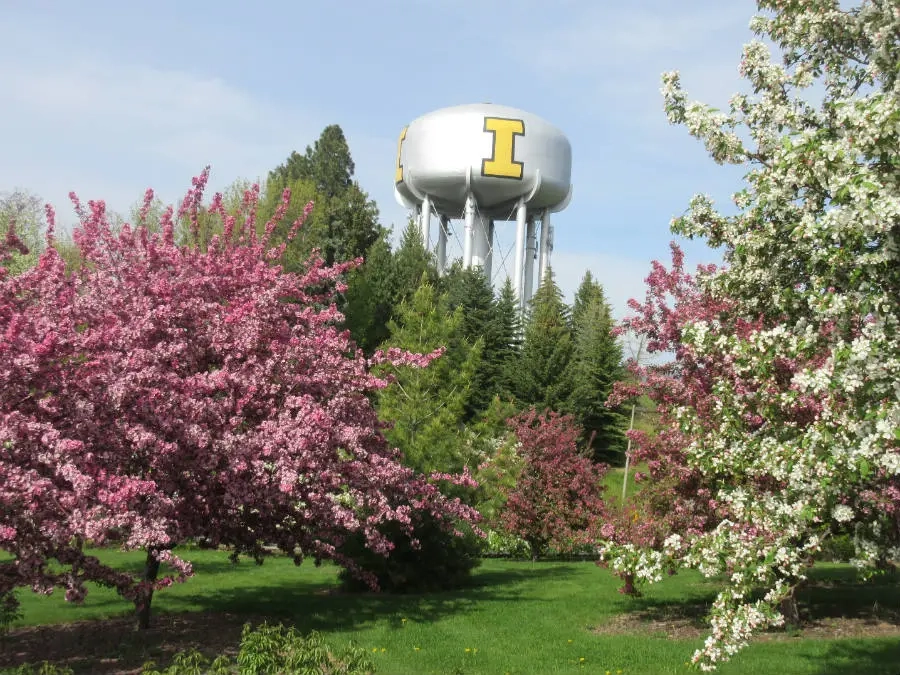 Pink trees and green trees with white blossoms in front of the water tower