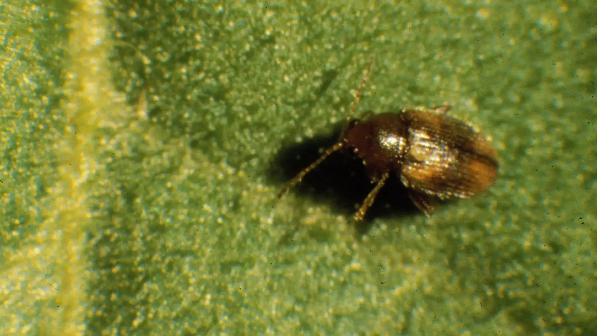 Tobacco flea beetle adult.