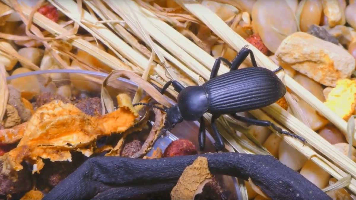Barr museum live beetle for education purposes