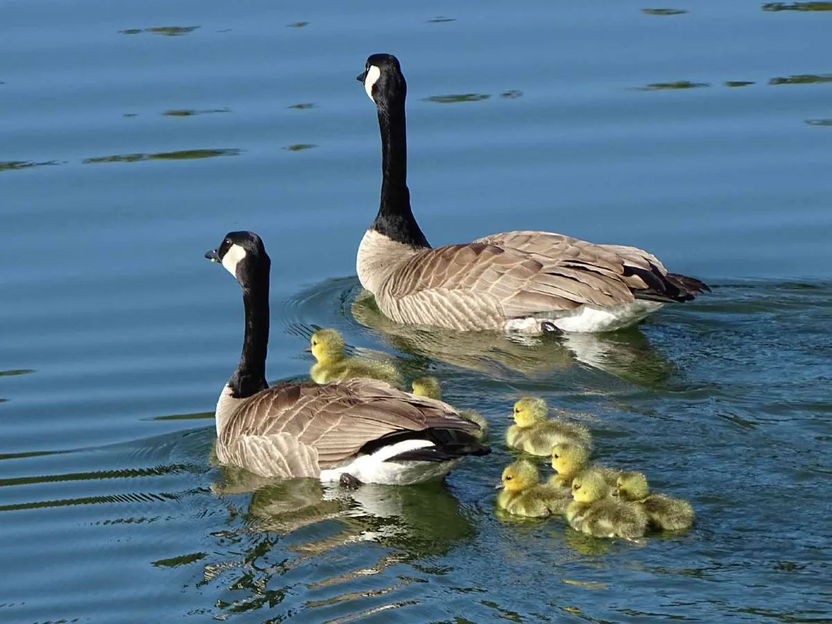 Arboretum wildlife canada geese