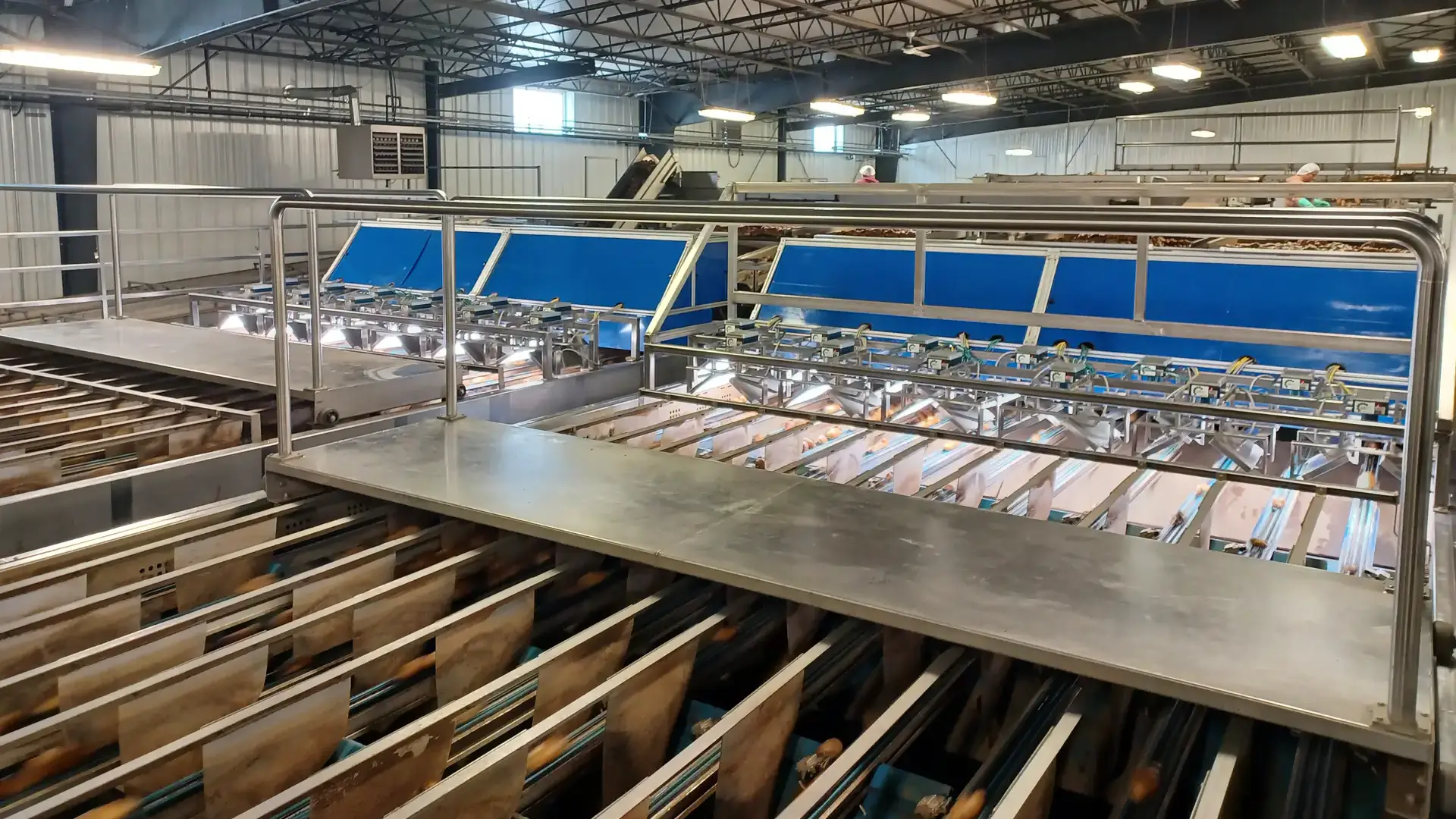 Fresh pack potato industry photos