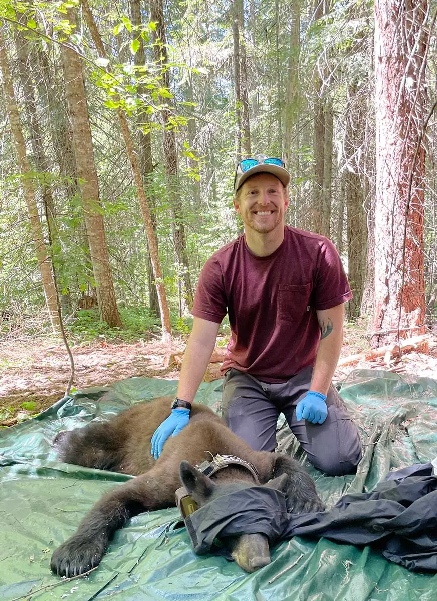 Matt Nelson kneels next to a tranquilized bear.
