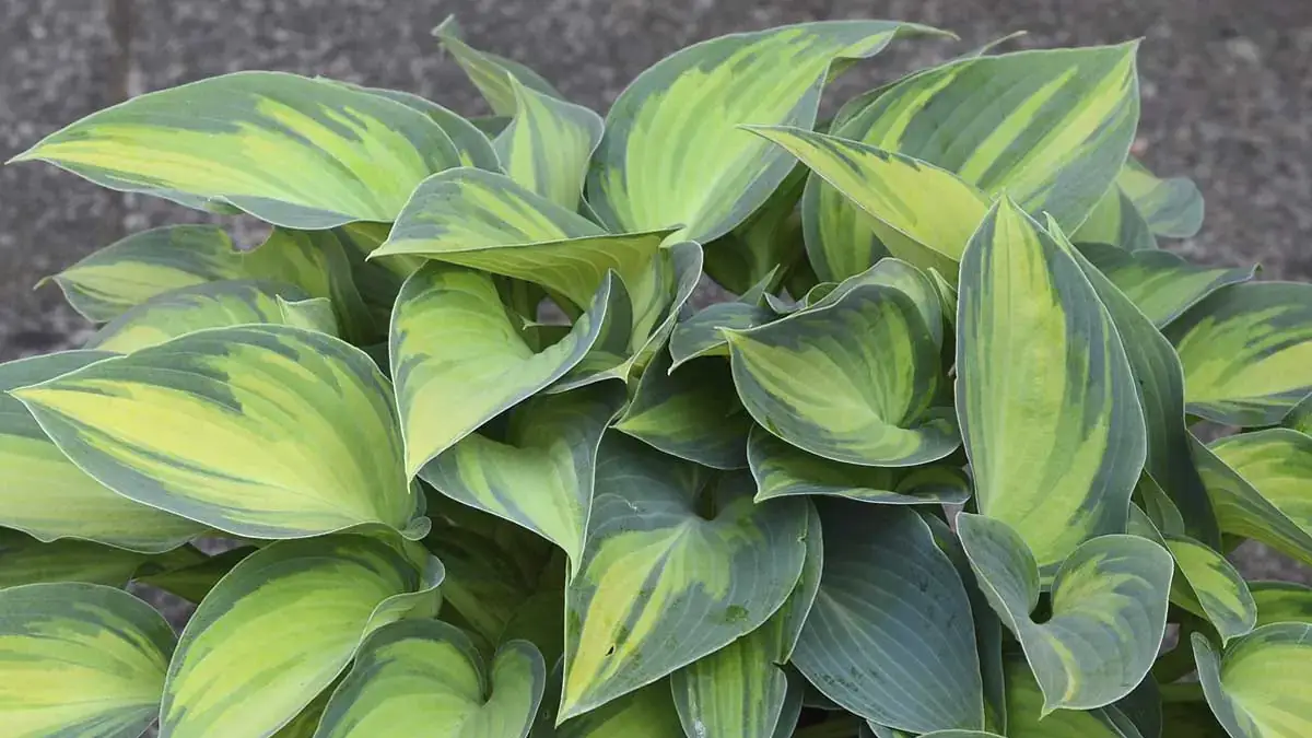 A variety of perennials from African daisies to yarrow