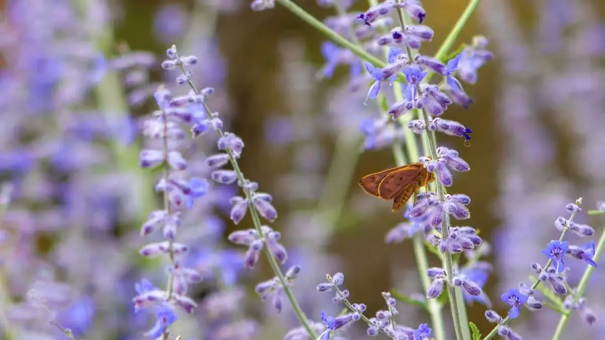 Perennial flowers as herbaceous plants
