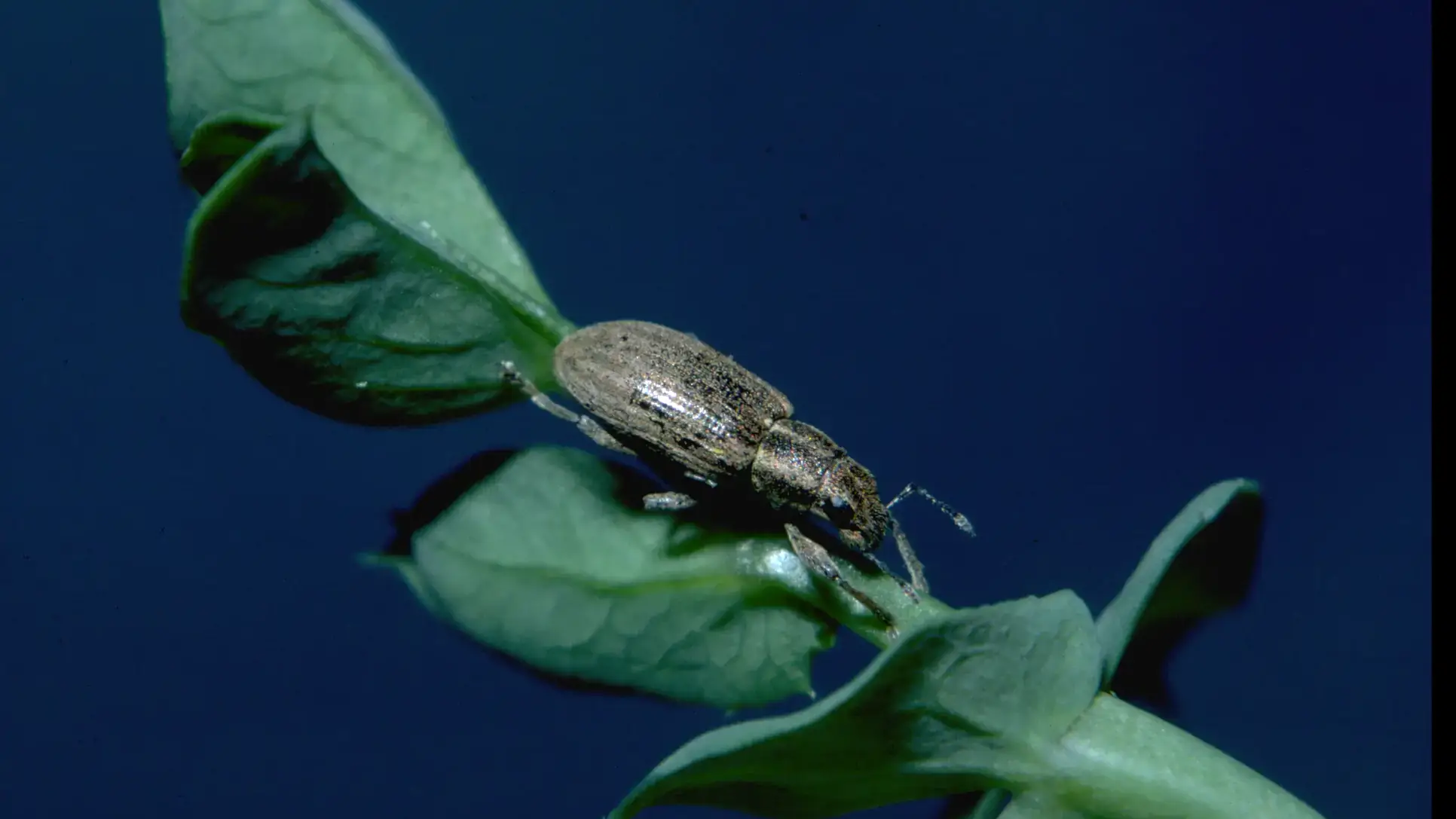 Integrated pest management photos and files