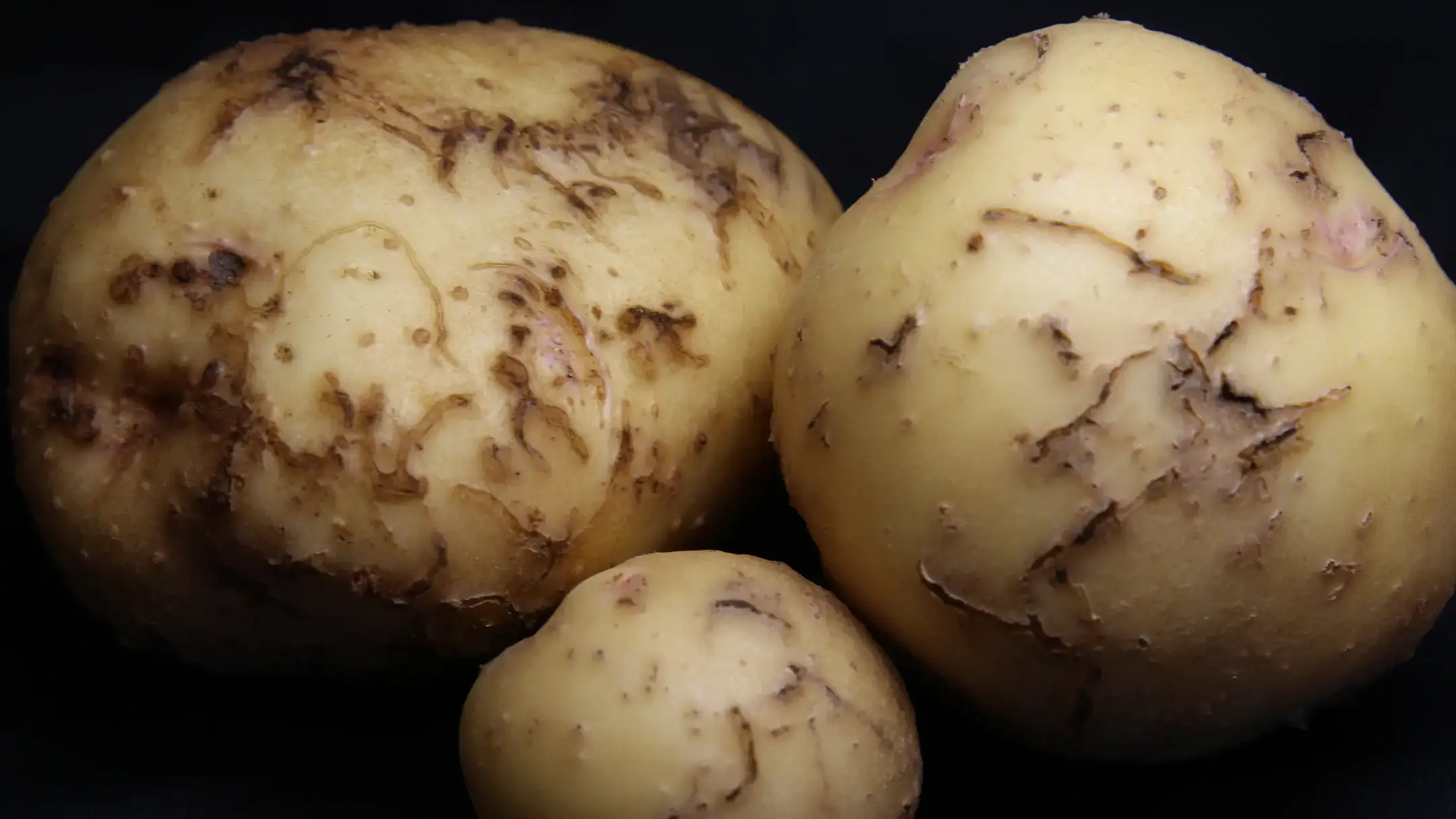 Flea beetle damage to tubers.