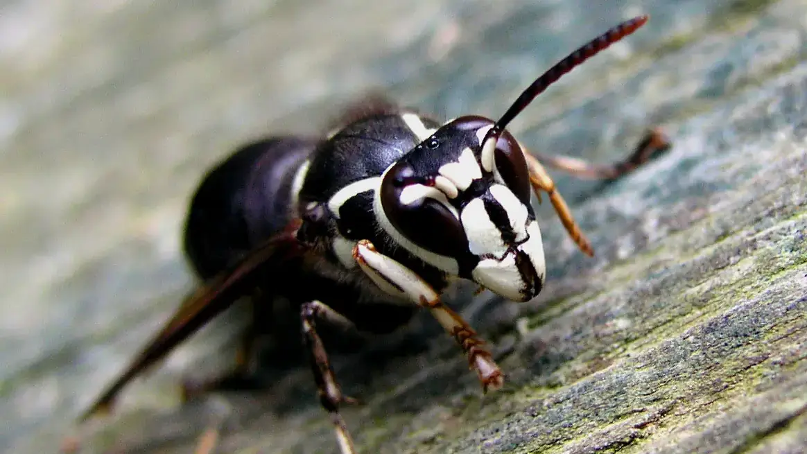 OLYMPUS DIGITAL CAMERA         Beneficial and pest insects