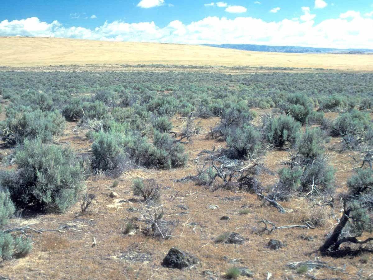 A photo showing aridisols of an Argidurid landscape in Elmore Idaho