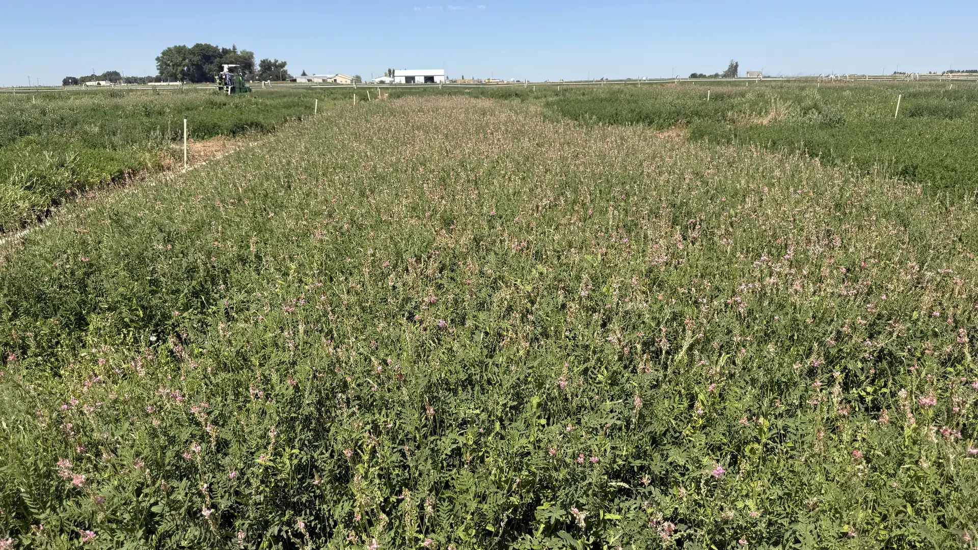 Sainfoin field trial with flowering plots stretching across a flat farm under a clear blue sky
