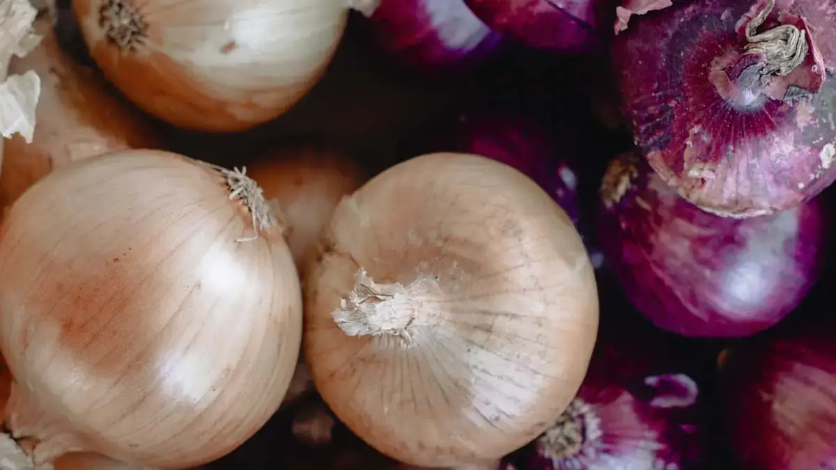 onion-1200x1200.jpg