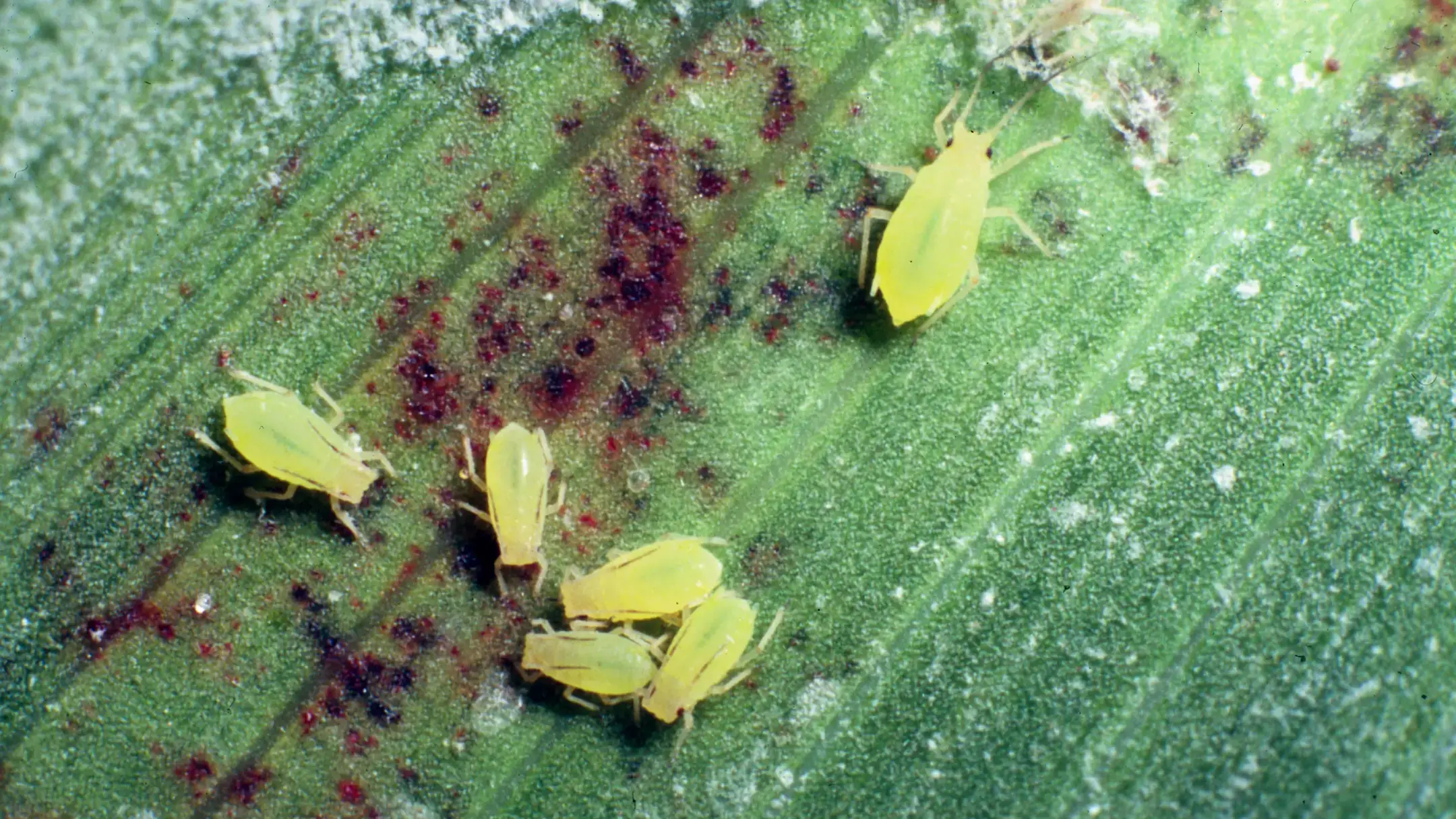 Damage to grasses caused by greenbug.