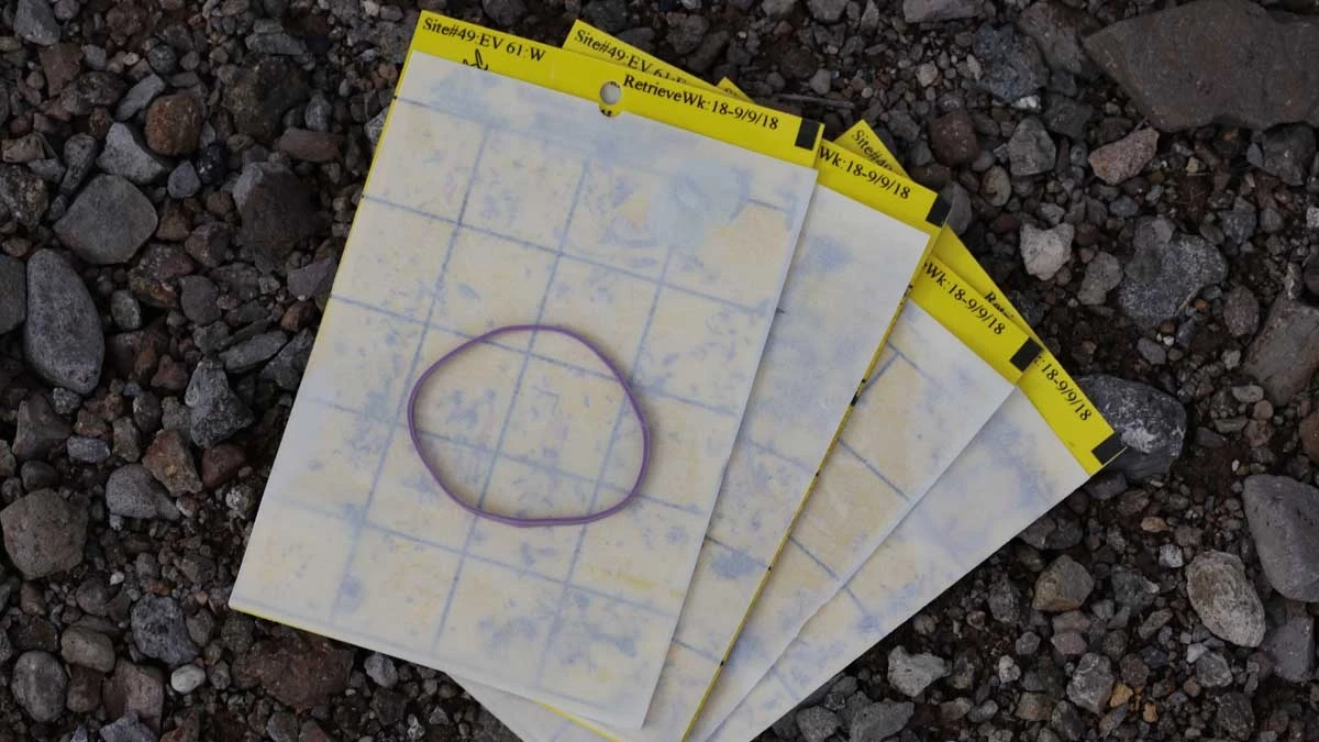 yellow sticky traps to monitor adults