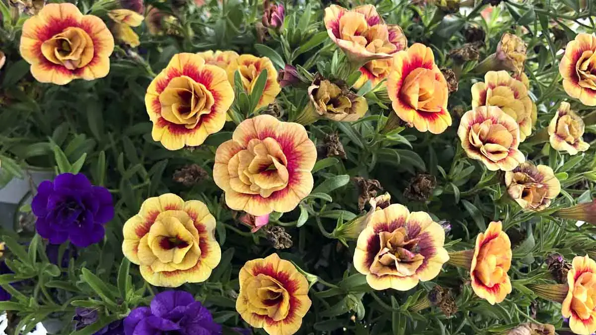A variety of perennials from African daisies to yarrow