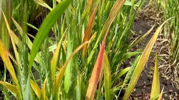 Symptoms of Barley yellow dwarf virus
