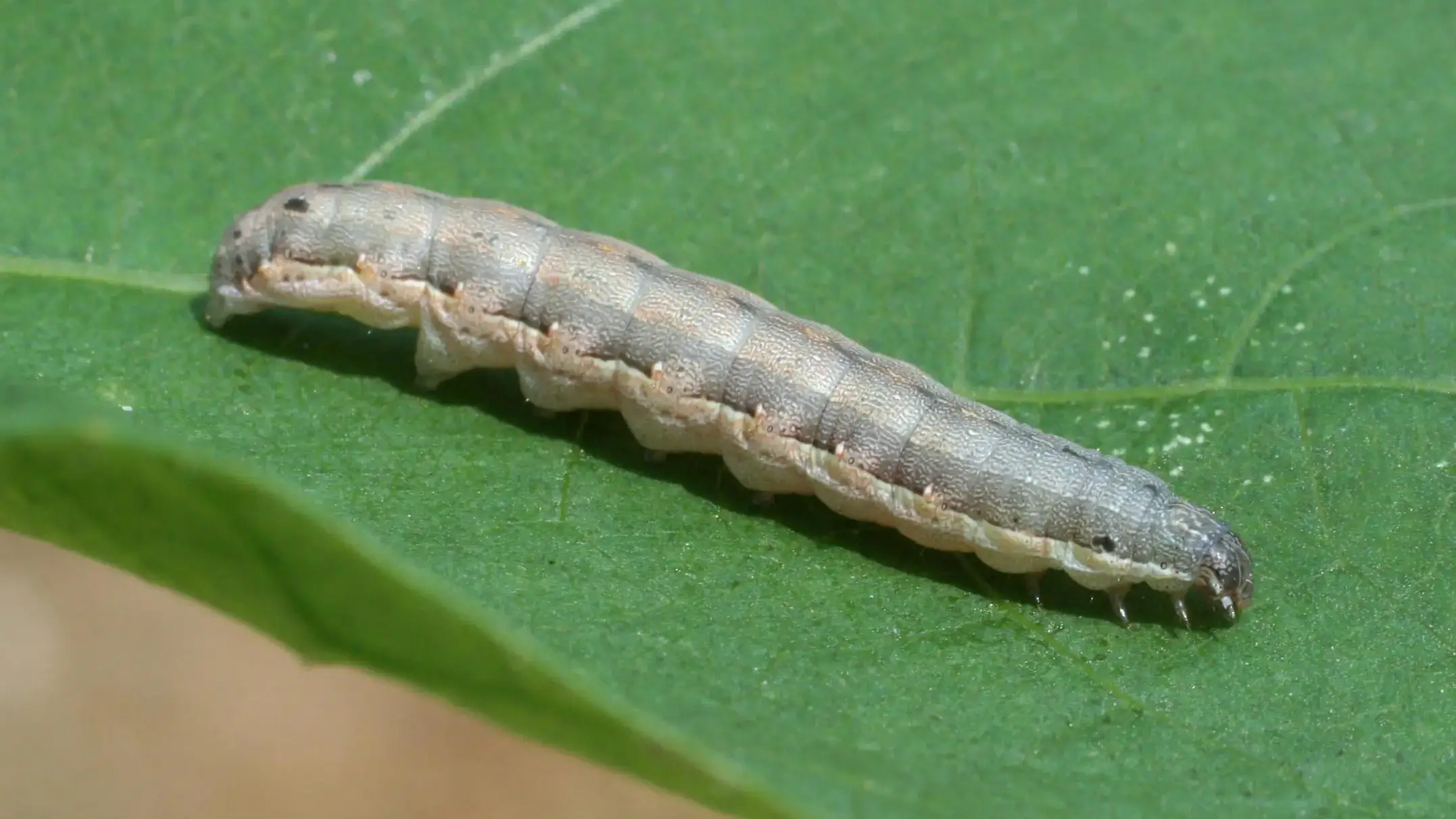 Integrated pest management photos and files