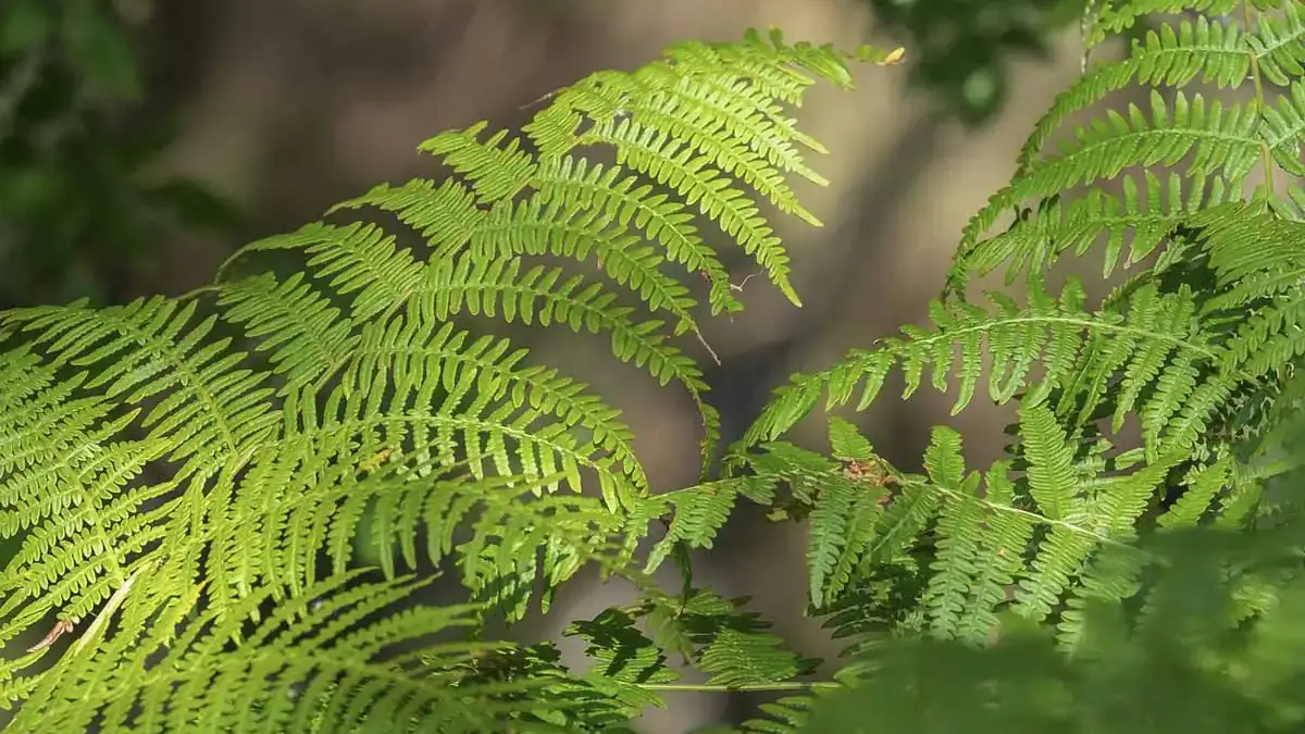 A variety of perennials from African daisies to yarrow