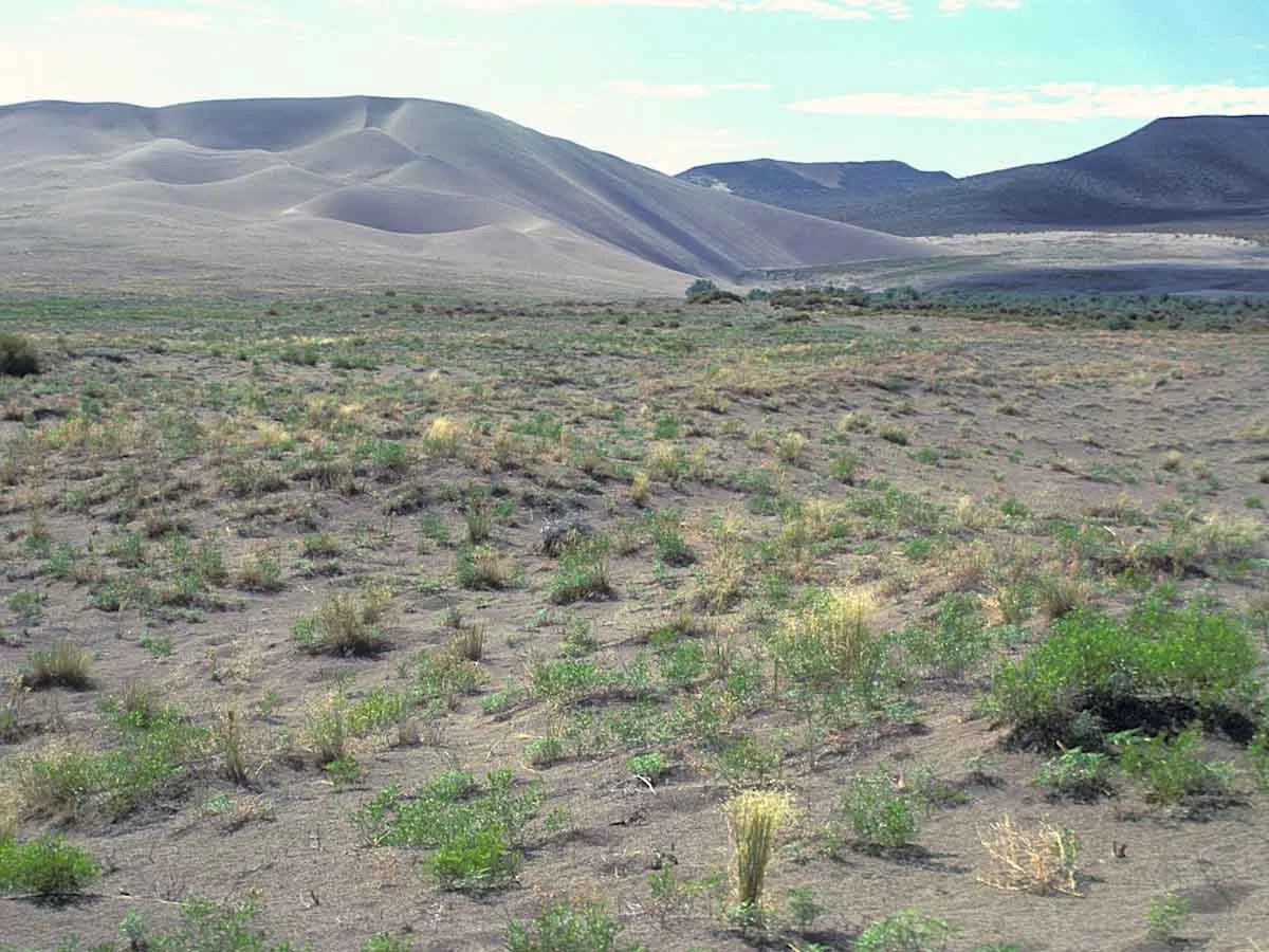 Entisols torripsamment landscape in Owyhee County