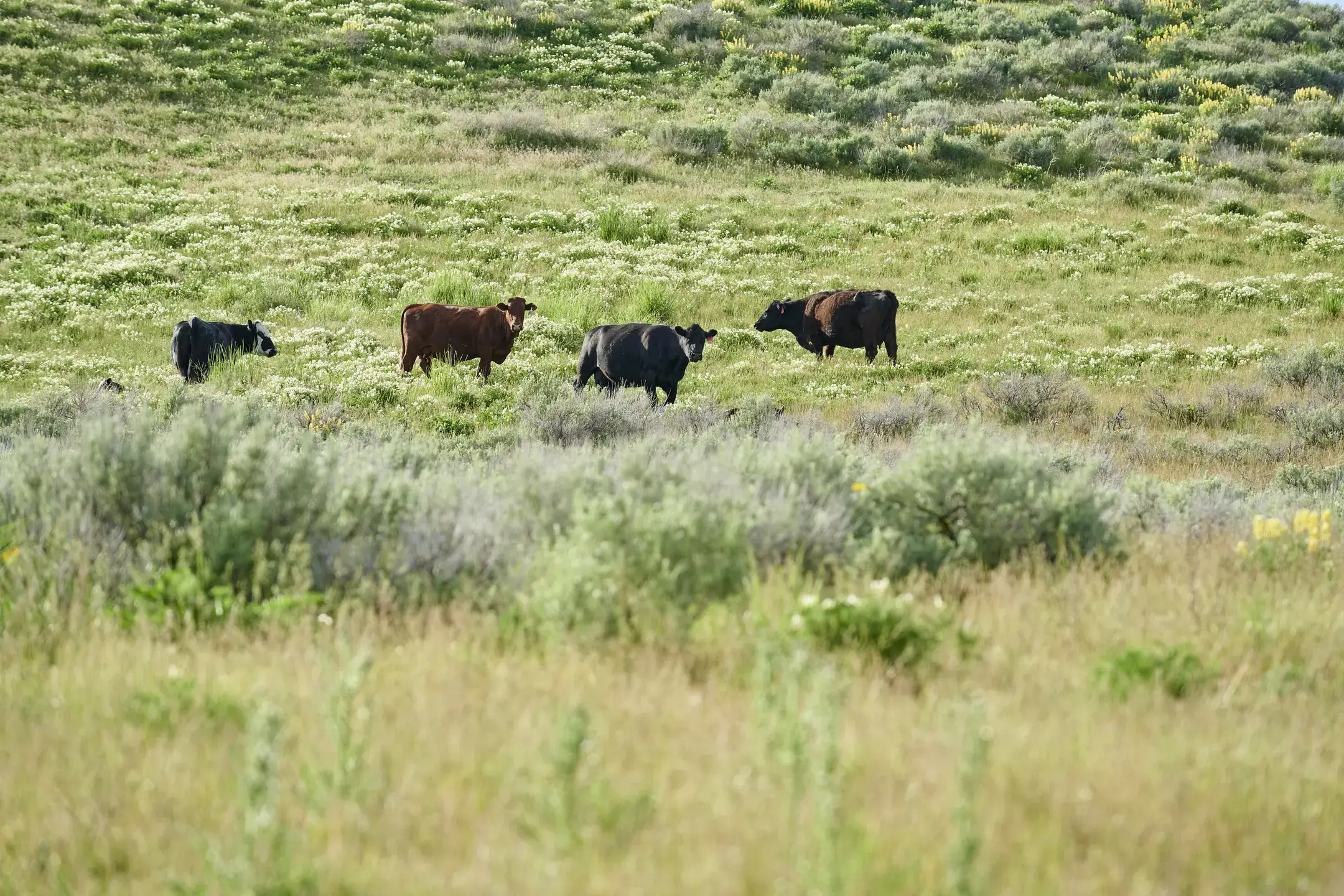 June 1st Sagebrush Saturday