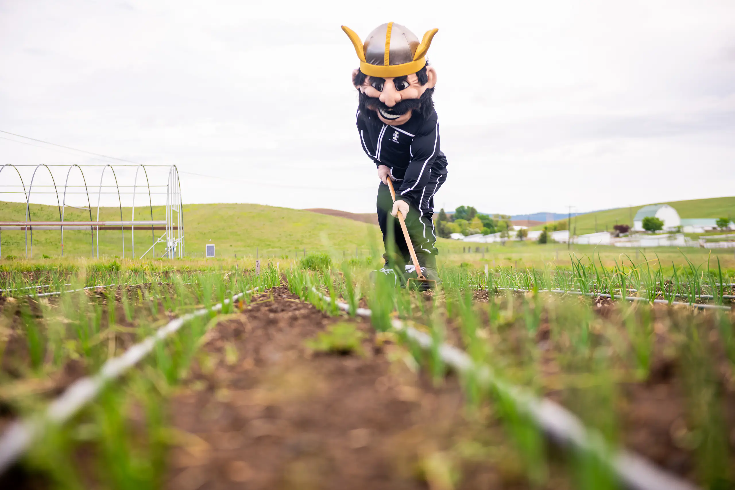 The Joe Vandal mascot farming new plants