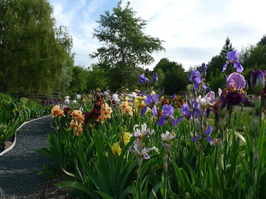 Flowering irises of many colors alongside an Arboretum path