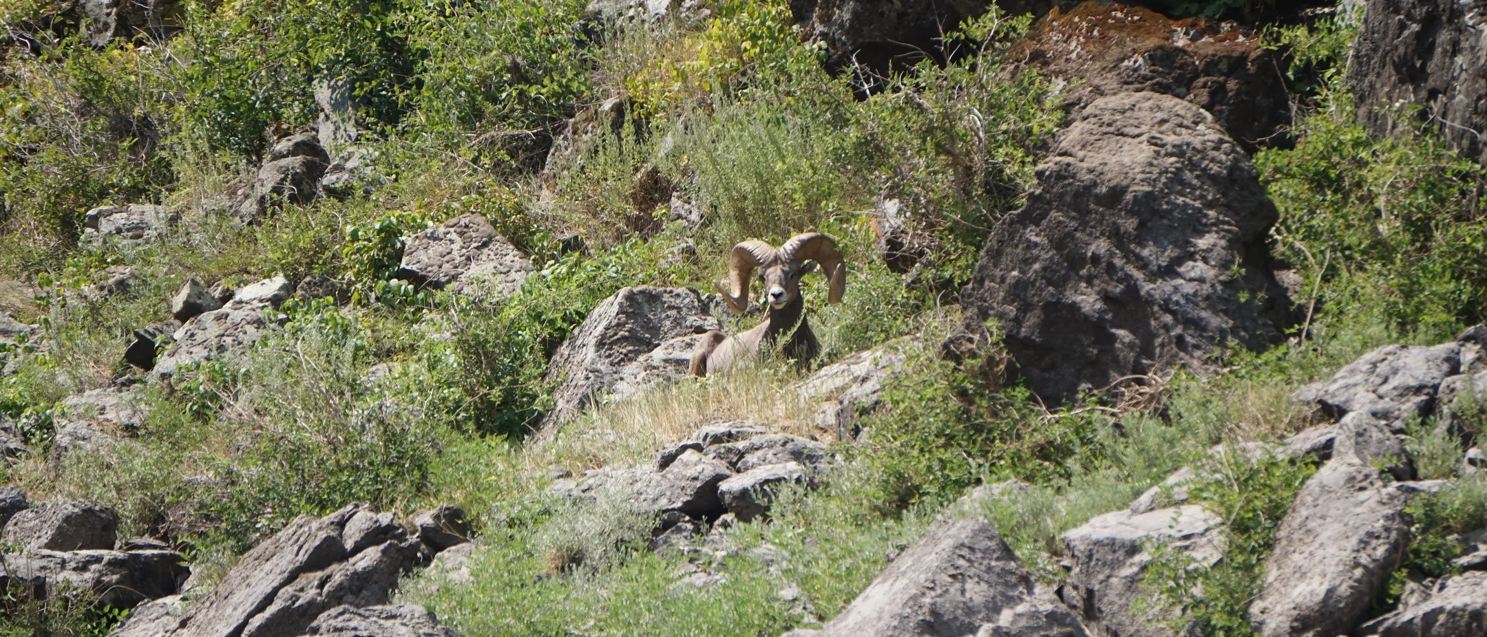A Vandal Ventures rafting trip on the lower Salmon River in July 2024.