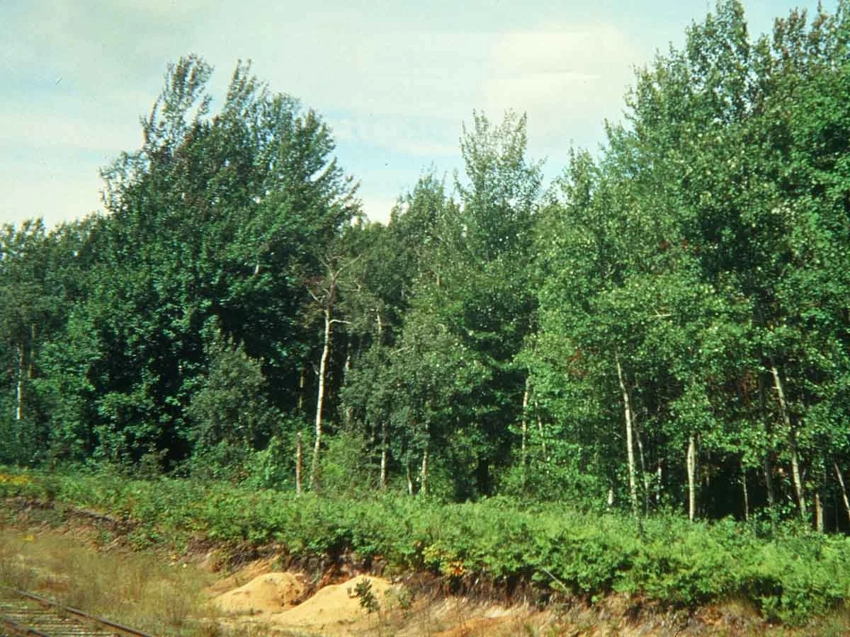 An orthod landscape of soil and trees
