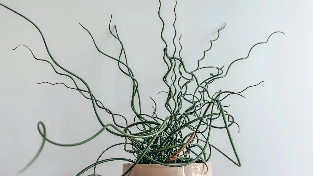 A variety of perennials from African daisies to yarrow