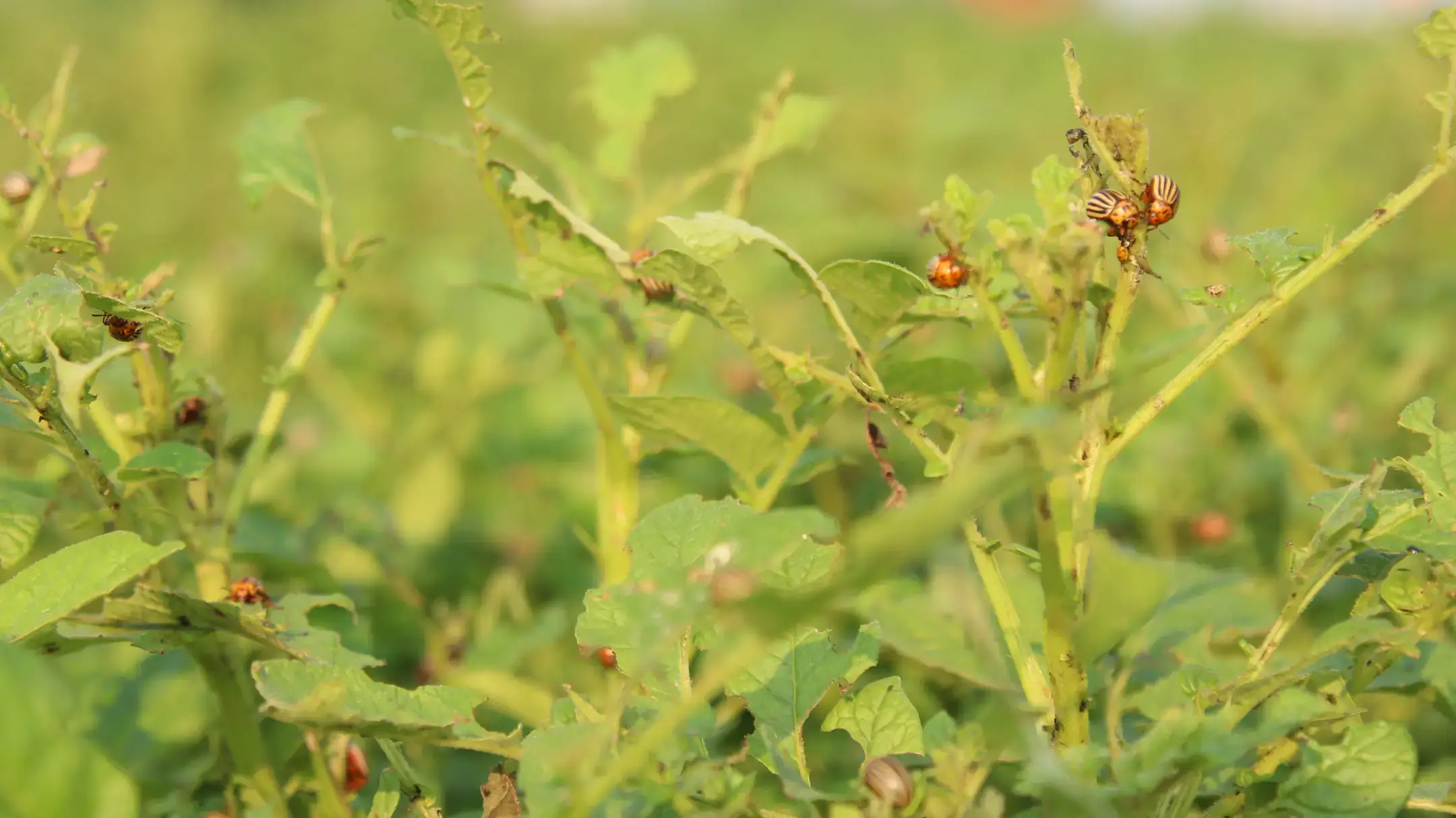 Invasive pests attacking a crop.